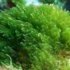 Przepis na Chlorella- alga dawcą zielonego barwnika?