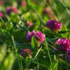 Przepis na Koniczyna łąkowa (czerwona) Trifolium pratense L.