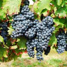 Przepis na Wino z ciemnych winogron. 