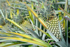 Przepis na Sekrety ananasa