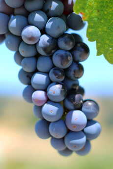 Przepis na Wino w gronie czyli z wizytą na kalifornijskiej wsi