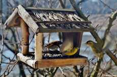 Przepis na Dokarmianie ptaków zimą