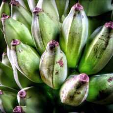 Przepis na Bezglutenowe smażone banany