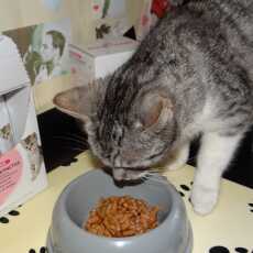 Przepis na ROYAL CANIN Kitten Instinctive in Gravy