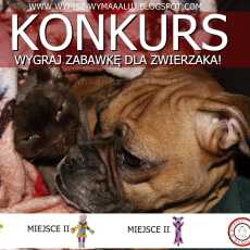 Przepis na KONKURS - WYGRAJ ZABAWKĘ DLA SWOJEGO ZWIERZAKA. - ZWIERZAKOWO.COM