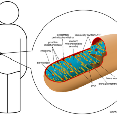 Przepis na Medycyna mitochondrialna panaceum na przewlekłe choroby