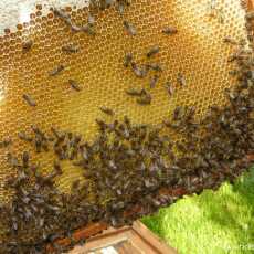 Przepis na Miód pszczeli - w poszukiwaniu prawdziwego miodu