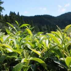 Przepis na Zielona herbata - naukowo potwierdzone lekarstwo na wiele dolegliwości.