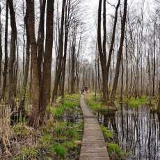 Przepis na Wiosna w Poleskim Parku Narodowym: ścieżka przyrodnicza 'Spławy'