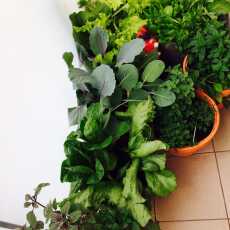 Przepis na Jak uprawiać zioła i warzywa na balkonie – 5 praktycznych rad