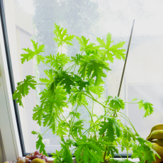 Przepis na GERANIUM, ROŚLINA LECZNICZA. CZY MASZ JĄ JUŻ W SWOIM DOMU?