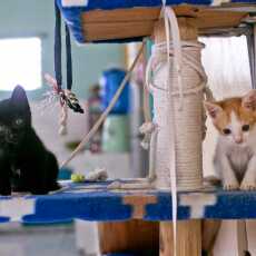 Przepis na Zawisza i Brat Henryk - najfajniejsze kotki na świecie - filmik i kilka zdjęć z dwóch pierwszych miesięcy :-)