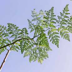 Przepis na Moringa olejodajna (Moringa oleifera) - Malunggay - cudowna roślina Wschodu - z cyklu medycyna naturalna, zielarstwo i ziołolecznictwo oraz zdrowe odżywianie na Filipinach
