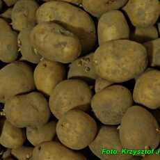 Przepis na Co zrobić, aby zwiędłe ziemniaki nabrały świeżości ( nie były pomarszczone ).