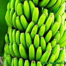 Przepis na Co zrobić, aby zielone banany szybciej dojrzały.