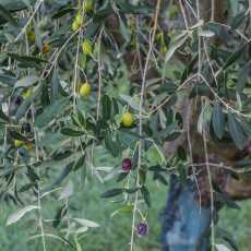 Przepis na Jak powstaje oliwa z oliwek? - Relacja z wizyty u Monini w Spoleto