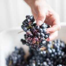 Przepis na FOTOgraficznie. Grapes & winemaking. 