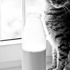 Przepis na Domowe: mleko z orzechów laskowych