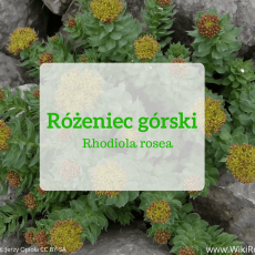 Przepis na Rożeniec górski - bardzo pomocny w depresji i psychicznym zmęczeniu