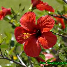 Przepis na Herbatka z kwiatów hibiskusa ( łagodny i bezpieczny środek na obniżenie ciśnienia ).