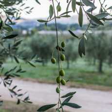 Przepis na Oliwa extra vergine, pure, czy sansa? Poznaj rodzaje oliwy i 7 Złotych Reguł jakości