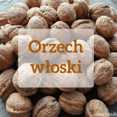 Przepis na Orzech włoski - sprawdź dlaczego orzechy powinny stać się składnikiem Twojej codziennej diety