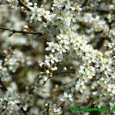 Przepis na Nalewka z suszonych kwiatów tarniny ( działa napotnie, wykrztuśnie )