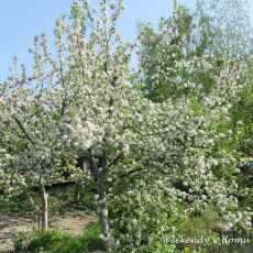 Przepis na Wiosna w sadzie i 'Kaprysik'