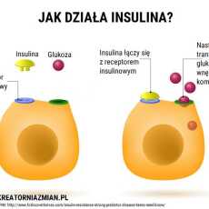 Przepis na Insulinoporność
