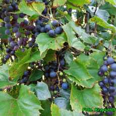 Przepis na Nalewka z ciemnych winogron ( bardzo zdrowa ).