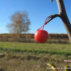 Przepis na Jesień w ogrodzie i 'Owoce umierających drzew'