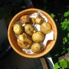 Przepis na Uprawa ziemniaków na balkonie