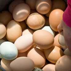 Przepis na Bioaktywne substancje jaj w prewencji i terapii chorób cywilizacyjnych
