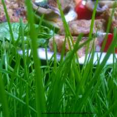 Przepis na Letnia Sałata czyli moja recepta na relaks na trawie