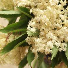 Przepis na Syrop z kwiatów czarnego bzu. Bezpieczny i naturalny lek na wiele dolegliwości