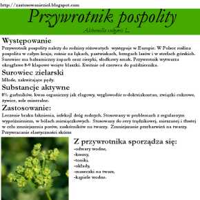 przywrotnik pospolity