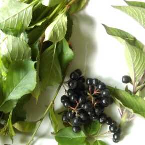 Aronia