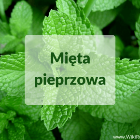 mięta