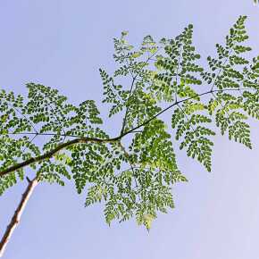 Moringa oleifera