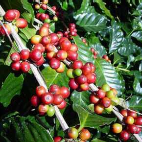 robusta