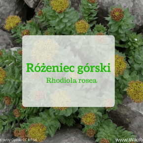 różeniec górski