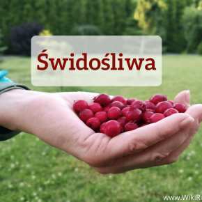 świdośliwa