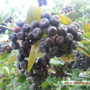 aronia