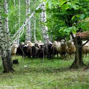 hodowla owiec