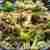 Brokuł z kalafiorem i kaszą jęczmienną w orientalnym sosie z sezamem