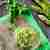 Pesto szparagowe z zieloną pietruszką, cząbrem, kozim serem i sardelami