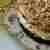 Ciasto daktylowe z kremem mascarpone i orzechami