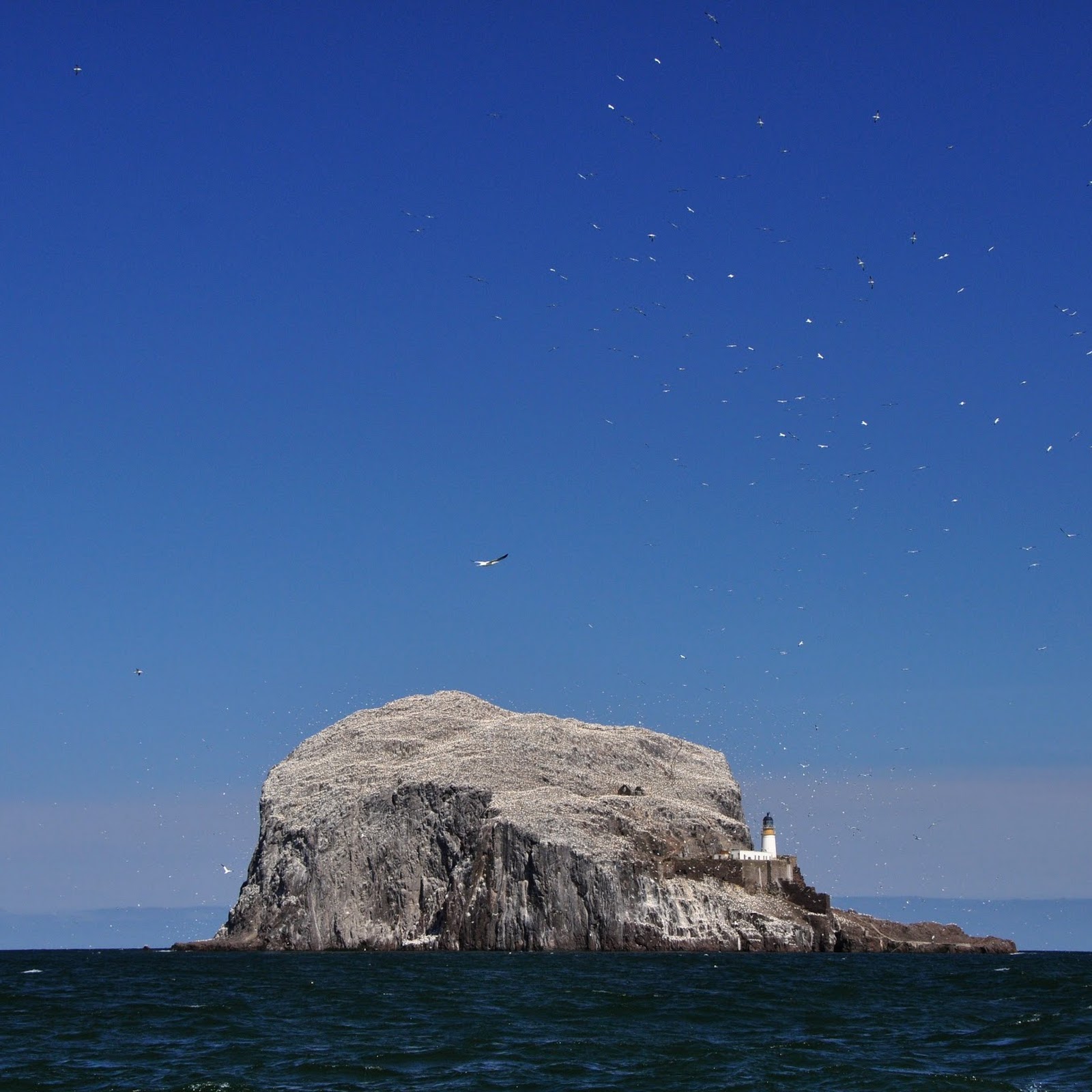 Największa na świecie kolonia głuptaków. Oto Bass Rock w Szkocji.