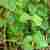 Rdestowiec japoński- cudowne liście na wiele chorób