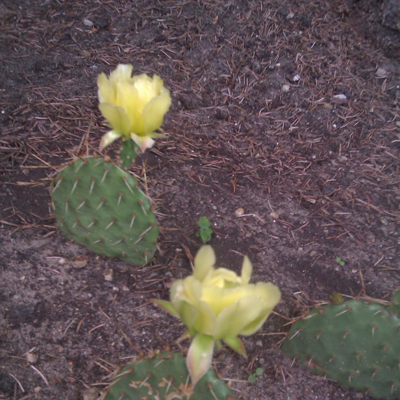 Kaktusy mają się dobrze :)